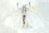  ( - BIOUG00798-C04)  @13 [ ] CreativeCommons - Attribution (2011) CBG Photography Group Centre for Biodiversity Genomics