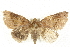  ( - BIOUG00796-A05)  @13 [ ] CreativeCommons - Attribution (2011) CBG Photography Group Centre for Biodiversity Genomics