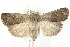  ( - BIOUG00796-B10)  @14 [ ] CreativeCommons - Attribution (2011) CBG Photography Group Centre for Biodiversity Genomics