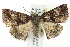  ( - BIOUG00796-C05)  @14 [ ] CreativeCommons - Attribution (2011) CBG Photography Group Centre for Biodiversity Genomics