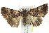  ( - BIOUG00796-C06)  @14 [ ] CreativeCommons - Attribution (2011) CBG Photography Group Centre for Biodiversity Genomics