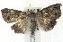  ( - BIOUG00796-C09)  @14 [ ] CreativeCommons - Attribution (2011) CBG Photography Group Centre for Biodiversity Genomics