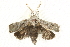  (Cryptophasa irrorata PS1 - BIOUG00796-F10)  @13 [ ] CreativeCommons - Attribution (2011) CBG Photography Group Centre for Biodiversity Genomics