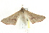  ( - BIOUG00796-G08)  @12 [ ] CreativeCommons - Attribution (2011) CBG Photography Group Centre for Biodiversity Genomics