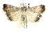  ( - BIOUG00796-H10)  @15 [ ] CreativeCommons - Attribution (2011) CBG Photography Group Centre for Biodiversity Genomics