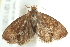  ( - BIOUG00799-A08)  @12 [ ] CreativeCommons - Attribution (2011) CBG Photography Group Centre for Biodiversity Genomics