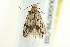 ( - BIOUG00799-C03)  @12 [ ] CreativeCommons - Attribution (2011) CBG Photography Group Centre for Biodiversity Genomics