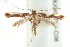  (Caloptilia xanthopharella - BIOUG00799-C08)  @14 [ ] CreativeCommons - Attribution (2011) CBG Photography Group Centre for Biodiversity Genomics