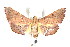  ( - K290564)  @14 [ ] CreativeCommons - Attribution Non-Commercial Share-Alike (2011) Andrew Mitchell Australian Museum