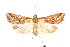  ( - K290570)  @12 [ ] CreativeCommons - Attribution Non-Commercial Share-Alike (2011) Andrew Mitchell Australian Museum