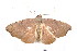  ( - K290571)  @14 [ ] CreativeCommons - Attribution Non-Commercial Share-Alike (2011) Andrew Mitchell Australian Museum