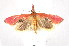  (Canuza euspilella - K290580)  @15 [ ] CreativeCommons - Attribution Non-Commercial Share-Alike (2011) Andrew Mitchell Australian Museum
