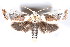  (Cryptophasa albacosta PS2 - K290629)  @14 [ ] CreativeCommons - Attribution Non-Commercial Share-Alike (2011) Andrew Mitchell Australian Museum