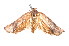  ( - K290651)  @13 [ ] CreativeCommons - Attribution Non-Commercial Share-Alike (2011) Andrew Mitchell Australian Museum
