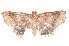  ( - K290667)  @13 [ ] CreativeCommons - Attribution Non-Commercial Share-Alike (2011) Andrew Mitchell Australian Museum