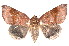  ( - K290669)  @13 [ ] CreativeCommons - Attribution Non-Commercial Share-Alike (2011) Andrew Mitchell Australian Museum