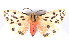  ( - K290677)  @13 [ ] CreativeCommons - Attribution Non-Commercial Share-Alike (2011) Andrew Mitchell Australian Museum