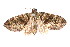  ( - K290680)  @14 [ ] CreativeCommons - Attribution Non-Commercial Share-Alike (2011) Andrew Mitchell Australian Museum