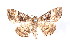  (Aporoctena scierodes - K290685)  @15 [ ] CreativeCommons - Attribution Non-Commercial Share-Alike (2011) Andrew Mitchell Australian Museum