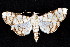  ( - K290698)  @14 [ ] CreativeCommons - Attribution Non-Commercial Share-Alike (2011) Andrew Mitchell Australian Museum