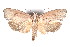  ( - K290703)  @13 [ ] CreativeCommons - Attribution Non-Commercial Share-Alike (2011) Andrew Mitchell Australian Museum
