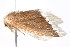  ( - K290710)  @13 [ ] CreativeCommons - Attribution Non-Commercial Share-Alike (2011) Andrew Mitchell Australian Museum