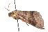  ( - K290722)  @12 [ ] CreativeCommons - Attribution Non-Commercial Share-Alike (2011) Andrew Mitchell Australian Museum