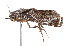  ( - K287984)  @12 [ ] CreativeCommons - Attribution Non-Commercial Share-Alike (2011) Andrew Mitchell Australian Museum