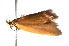  ( - K290731)  @12 [ ] CreativeCommons - Attribution Non-Commercial Share-Alike (2011) Andrew Mitchell Australian Museum