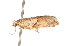  ( - K290736)  @12 [ ] CreativeCommons - Attribution Non-Commercial Share-Alike (2011) Andrew Mitchell Australian Museum