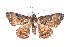  (Aporoctena sp. 1 - K290754)  @13 [ ] CreativeCommons - Attribution Non-Commercial Share-Alike (2011) Andrew Mitchell Australian Museum