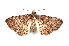  ( - K290766)  @13 [ ] CreativeCommons - Attribution Non-Commercial Share-Alike (2011) Andrew Mitchell Australian Museum
