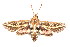  ( - K290779)  @13 [ ] CreativeCommons - Attribution Non-Commercial Share-Alike (2011) Andrew Mitchell Australian Museum