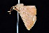  ( - K292509)  @12 [ ] CreativeCommons - Attribution Non-Commercial Share-Alike (2011) Andrew Mitchell Australian Museum