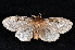  (Leptocneria reducta PS1 - K292541)  @14 [ ] CreativeCommons - Attribution Non-Commercial Share-Alike (2011) Andrew Mitchell Australian Museum