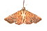  ( - K292575)  @13 [ ] CreativeCommons - Attribution Non-Commercial Share-Alike (2011) Andrew Mitchell Australian Museum
