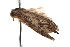  (Nola sp. 37 - K292620)  @12 [ ] CreativeCommons - Attribution Non-Commercial Share-Alike (2011) Andrew Mitchell Australian Museum