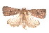  ( - K292661)  @14 [ ] CreativeCommons - Attribution Non-Commercial Share-Alike (2011) Andrew Mitchell Australian Museum