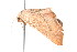  ( - K292681)  @12 [ ] CreativeCommons - Attribution Non-Commercial Share-Alike (2011) Andrew Mitchell Australian Museum