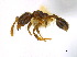  (Pheidole sagittaria - CCDB-22212-B09)  @13 [ ] CreativeCommons - Attribution (2011) M. Alex Smith Centre for Biodiversity Genomics