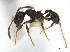  ( - CCDB-22212-C08)  @11 [ ] CreativeCommons - Attribution (2011) M. Alex Smith Centre for Biodiversity Genomics