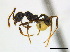  ( - CCDB-22212-E02)  @12 [ ] CreativeCommons - Attribution (2011) M. Alex Smith Centre for Biodiversity Genomics