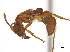  ( - CCDB-22212-E03)  @13 [ ] CreativeCommons - Attribution (2011) M. Alex Smith Centre for Biodiversity Genomics