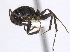  ( - CCDB-22212-G07)  @14 [ ] CreativeCommons - Attribution (2011) M. Alex Smith Centre for Biodiversity Genomics