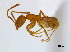 ( - CCDB-22213-B09)  @11 [ ] CreativeCommons - Attribution (2011) M. Alex Smith Centre for Biodiversity Genomics