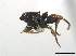  ( - CCDB-22213-C05)  @11 [ ] CreativeCommons - Attribution (2011) M. Alex Smith Centre for Biodiversity Genomics