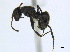  ( - CCDB-22213-D10)  @11 [ ] CreativeCommons - Attribution (2011) M. Alex Smith Centre for Biodiversity Genomics