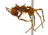  ( - CCDB-22213-H03)  @15 [ ] CreativeCommons - Attribution (2011) M. Alex Smith Centre for Biodiversity Genomics