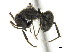  ( - CCDB-22213-H10)  @13 [ ] CreativeCommons - Attribution (2011) M. Alex Smith Centre for Biodiversity Genomics