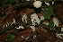  (Marasmiellus volvatus - CTES NIV 2473)  @11 [ ] Copyright (2014) IBONE IBONE